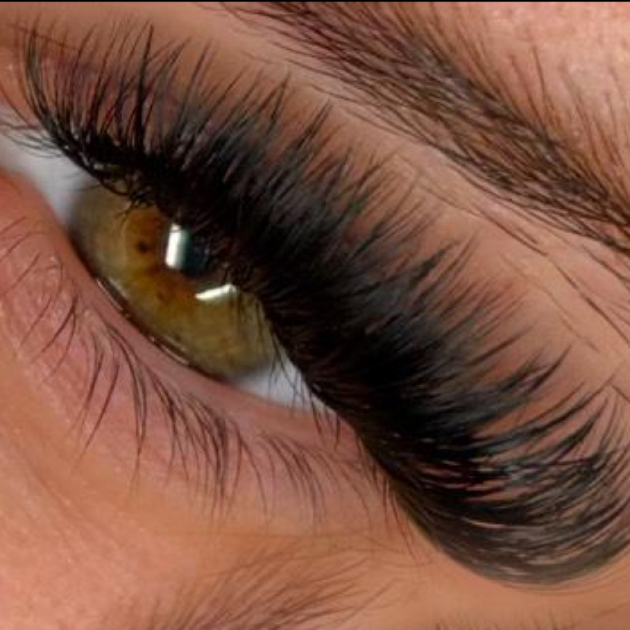 ladybuglashes lashglue lashtrays lashadhesive glueretention cloverlashes wlashes yylashes premades promades lashes