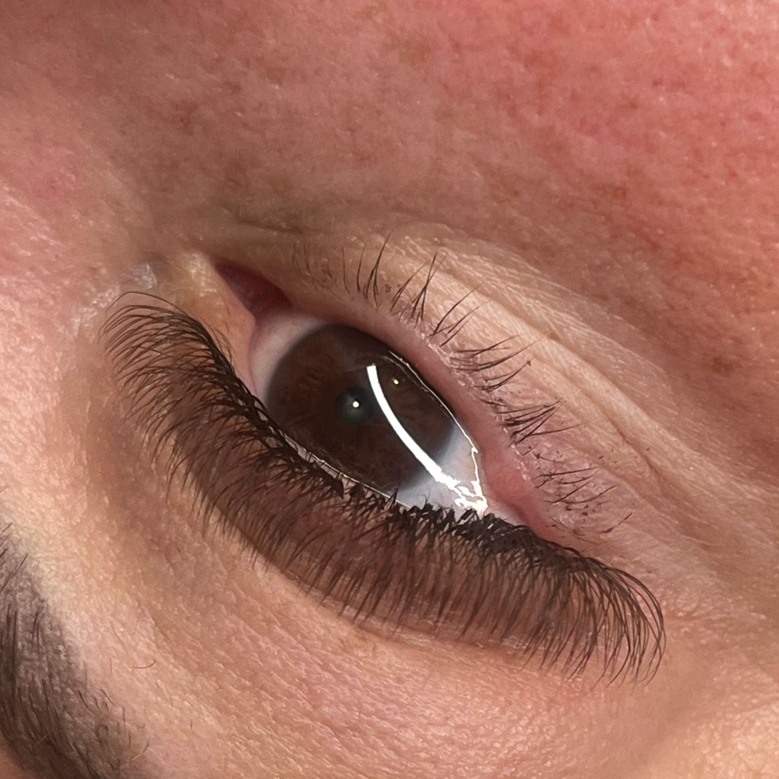 ladybuglashes lashglue lashtrays lashadhesive glueretention cloverlashes wlashes yylashes premades promades lashes