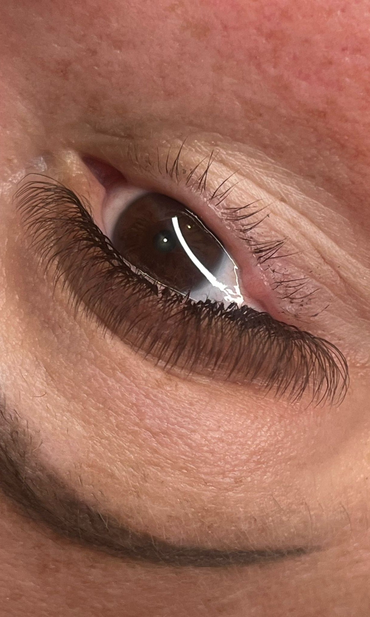 ladybuglashes lashglue lashtrays lashadhesive glueretention cloverlashes wlashes yylashes premades promades lashes