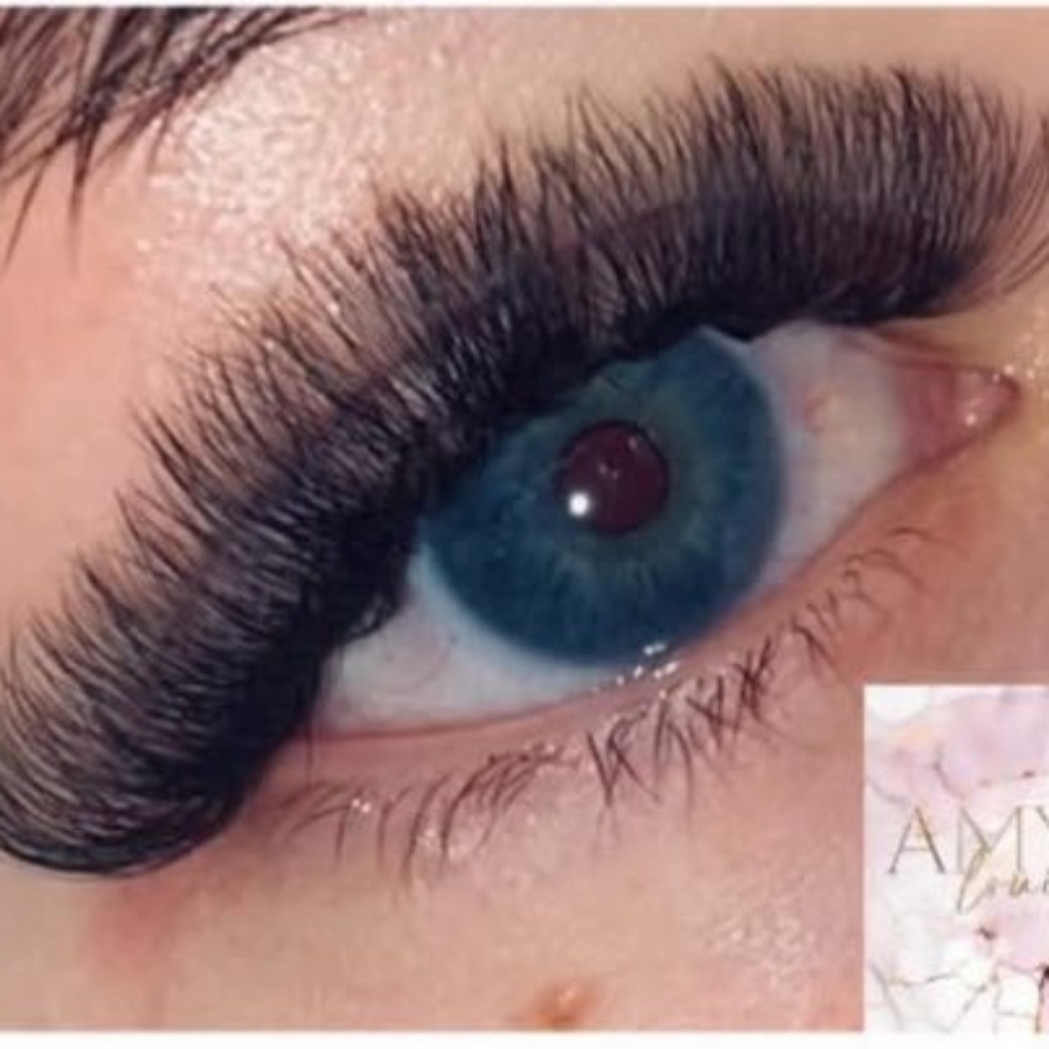 ladybuglashes lashglue lashtrays lashadhesive glueretention cloverlashes wlashes yylashes premades promades lashes