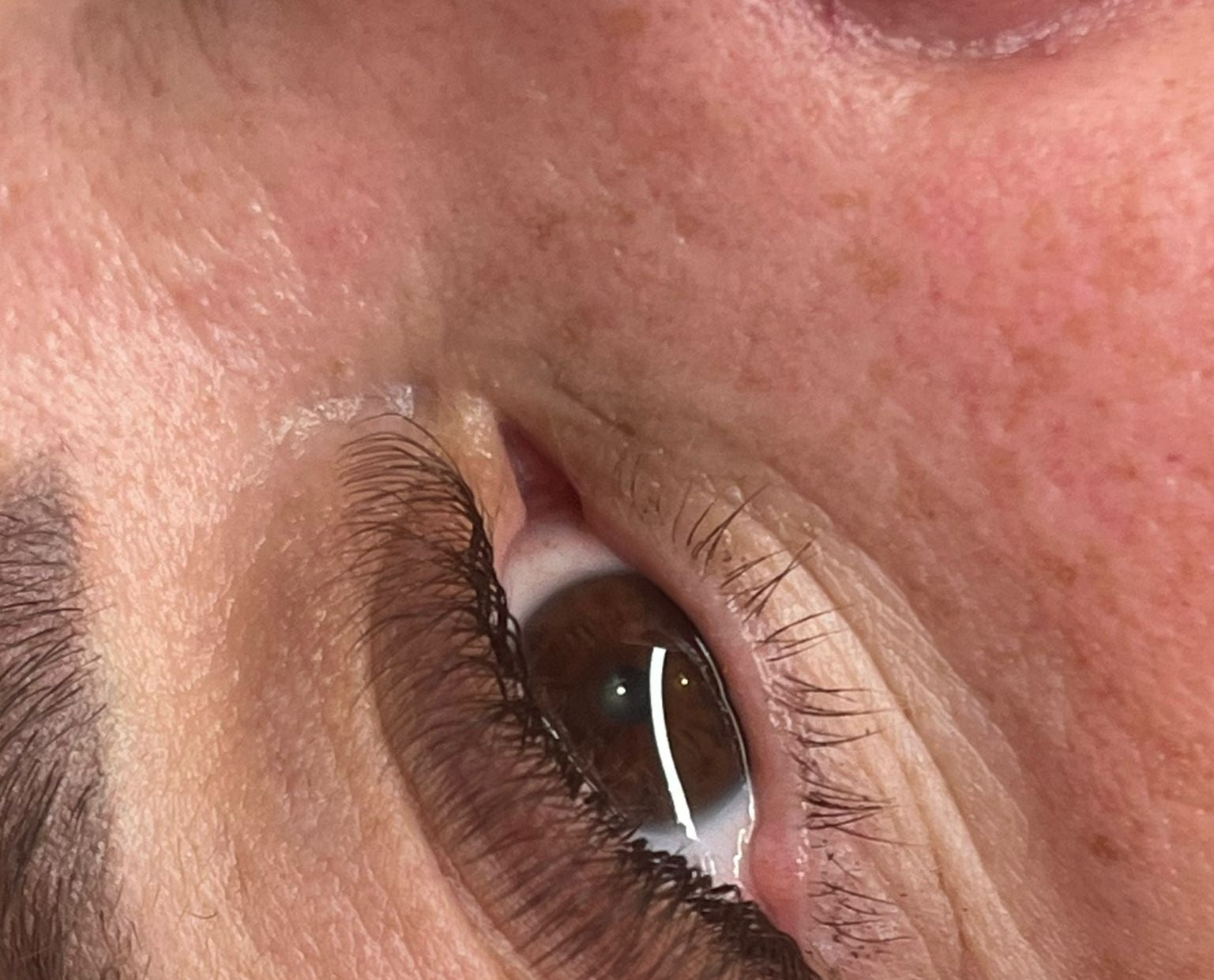 ladybuglashes lashglue lashtrays lashadhesive glueretention cloverlashes wlashes yylashes premades promades lashes