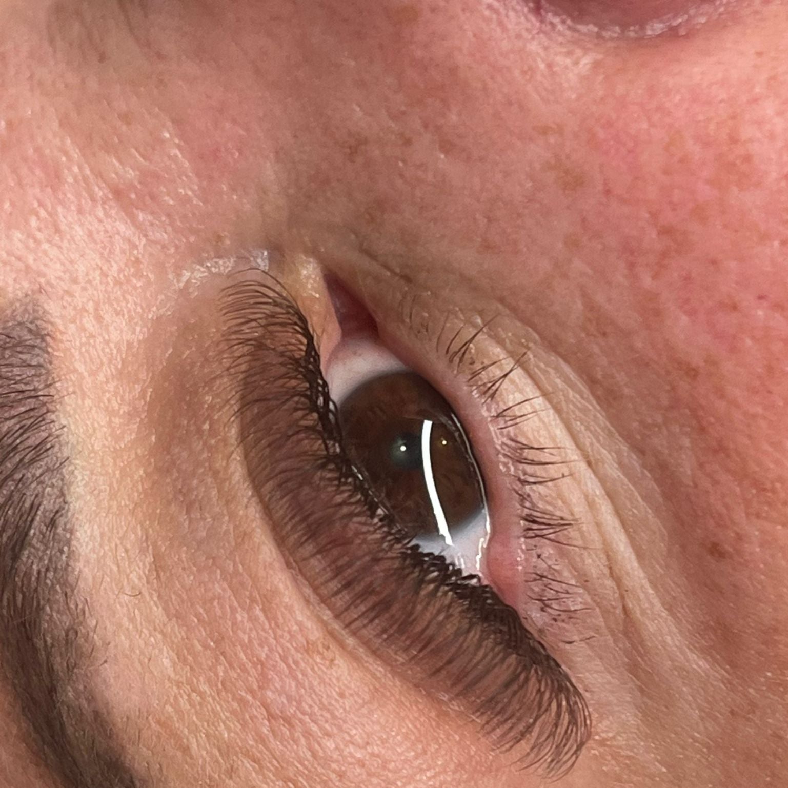 ladybuglashes lashglue lashtrays lashadhesive glueretention cloverlashes wlashes yylashes premades promades lashes