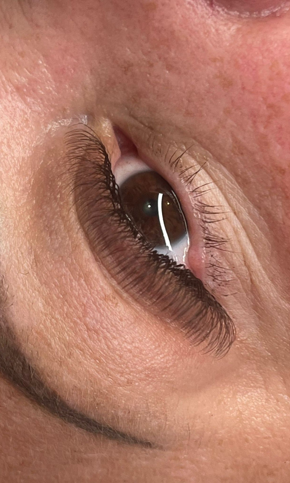 ladybuglashes lashglue lashtrays lashadhesive glueretention cloverlashes wlashes yylashes premades promades lashes