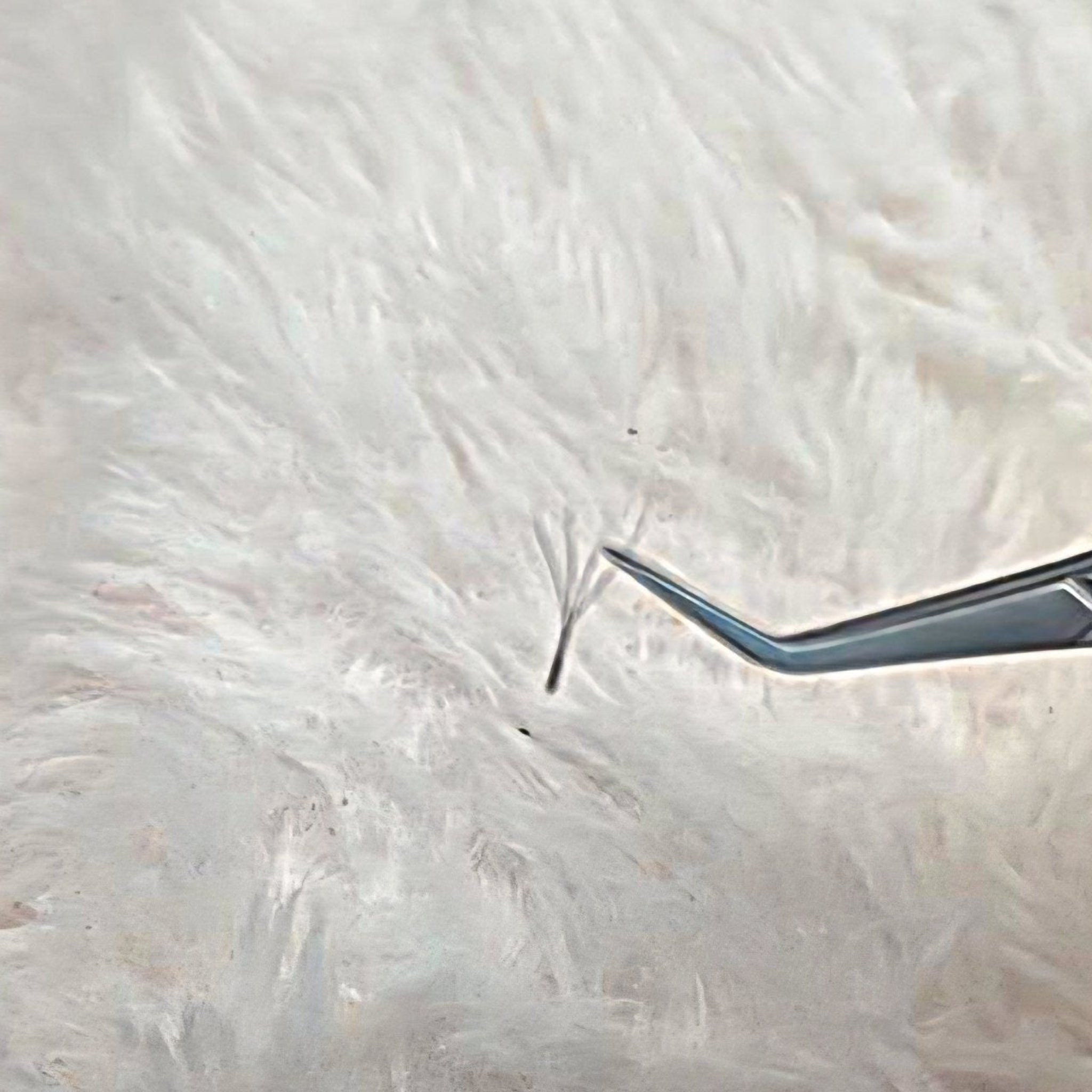 ladybuglashes lashglue lashtrays lashadhesive glueretention cloverlashes wlashes yylashes premades promades lashes