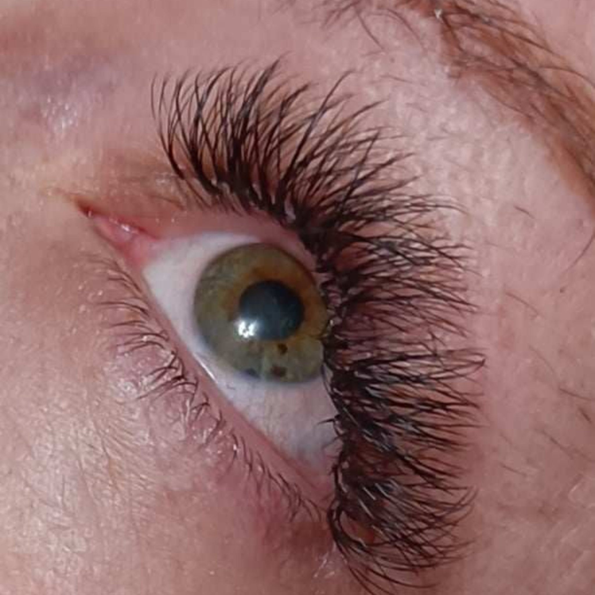 ladybuglashes lashglue lashtrays lashadhesive glueretention cloverlashes wlashes yylashes premades promades lashes