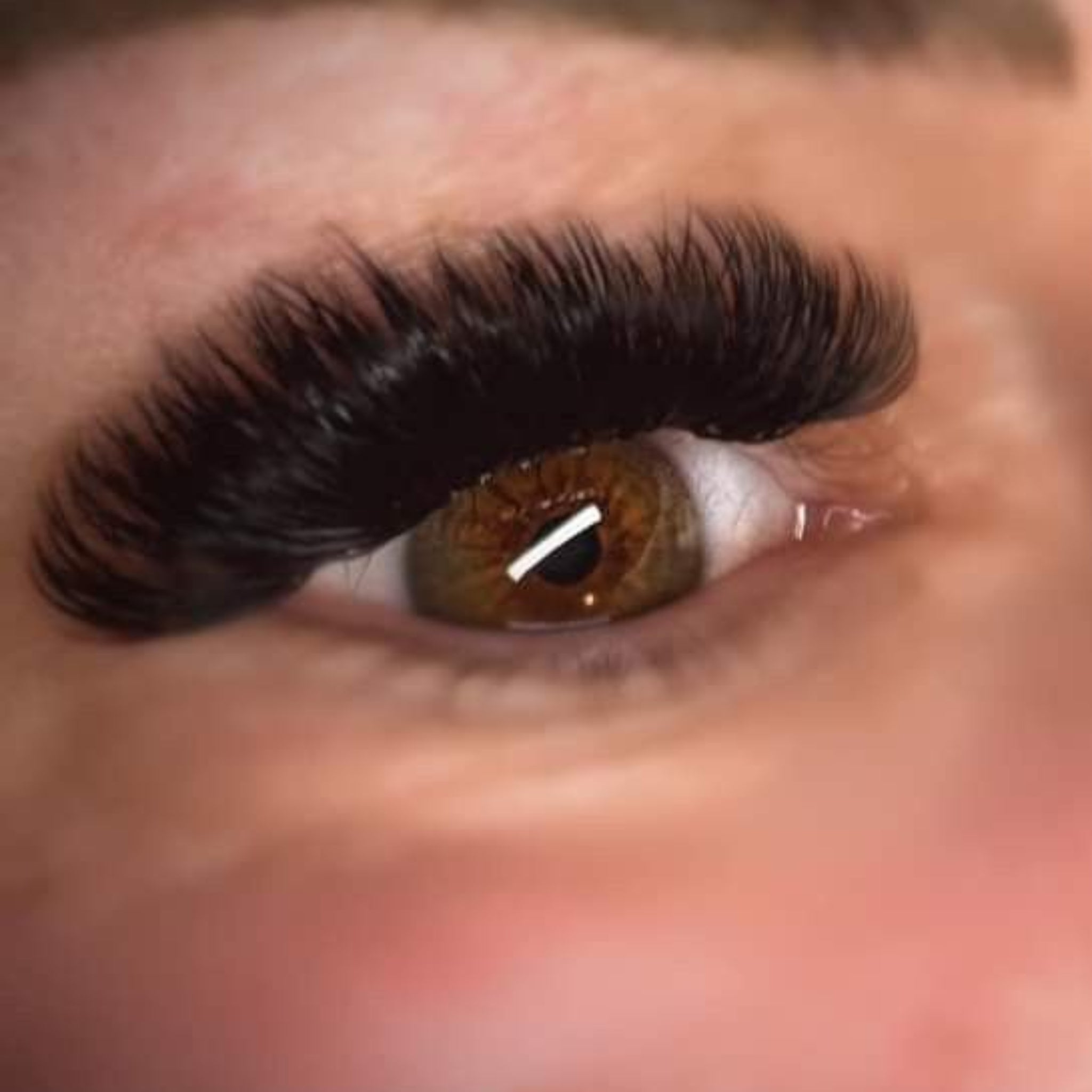 ladybuglashes lashglue lashtrays lashadhesive glueretention cloverlashes wlashes yylashes premades promades lashes