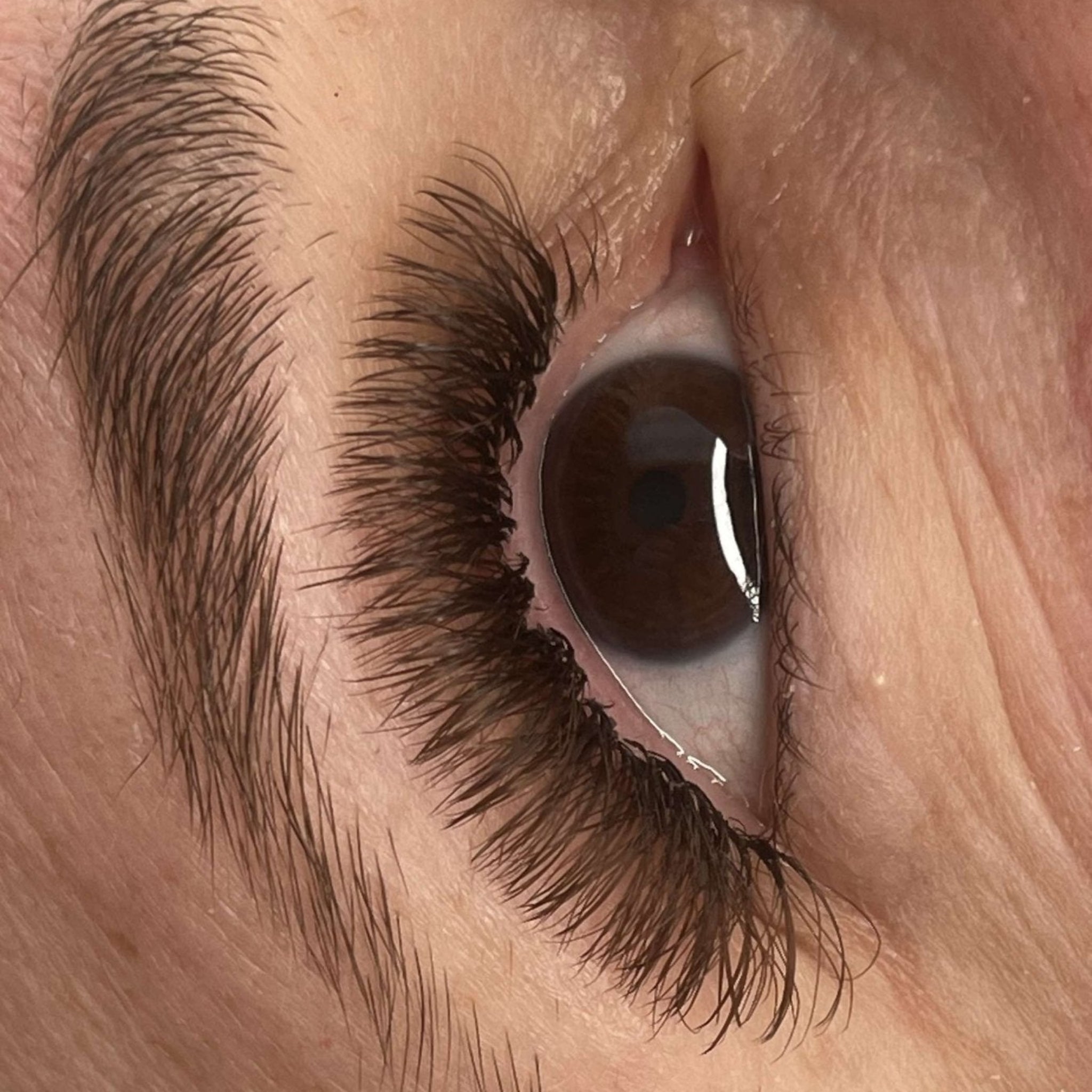 Close-up of completed brown Fairy lash extension set on dark brown eyes showing full dense volume and warm brown tone from front angle