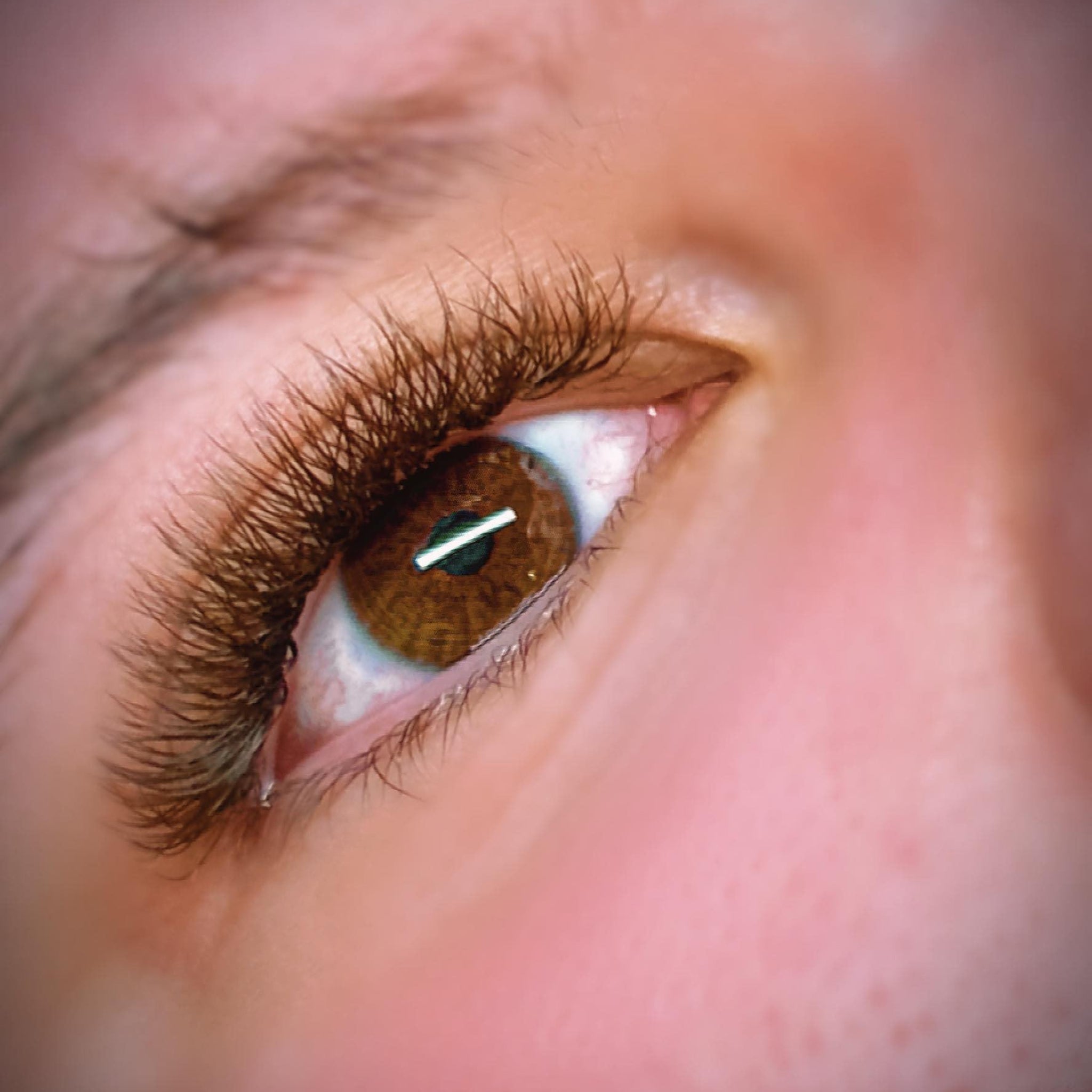 ladybuglashes lashglue lashtrays lashadhesive glueretention cloverlashes wlashes yylashes premades promades lashes