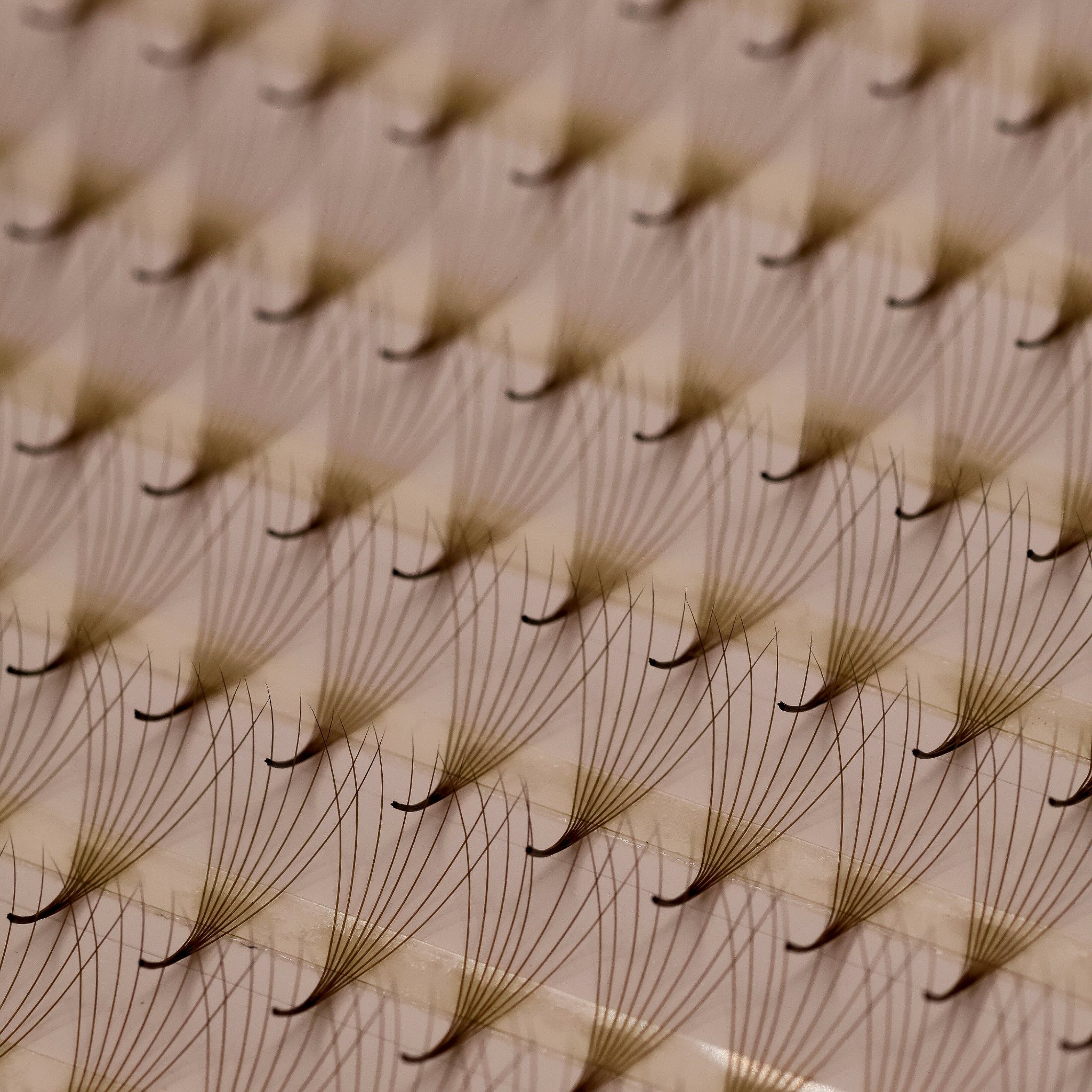Close-up of Ladybug Lashes Platinum Brown Promade fans showing soft brown fibre tips and CC curl structure from side angle