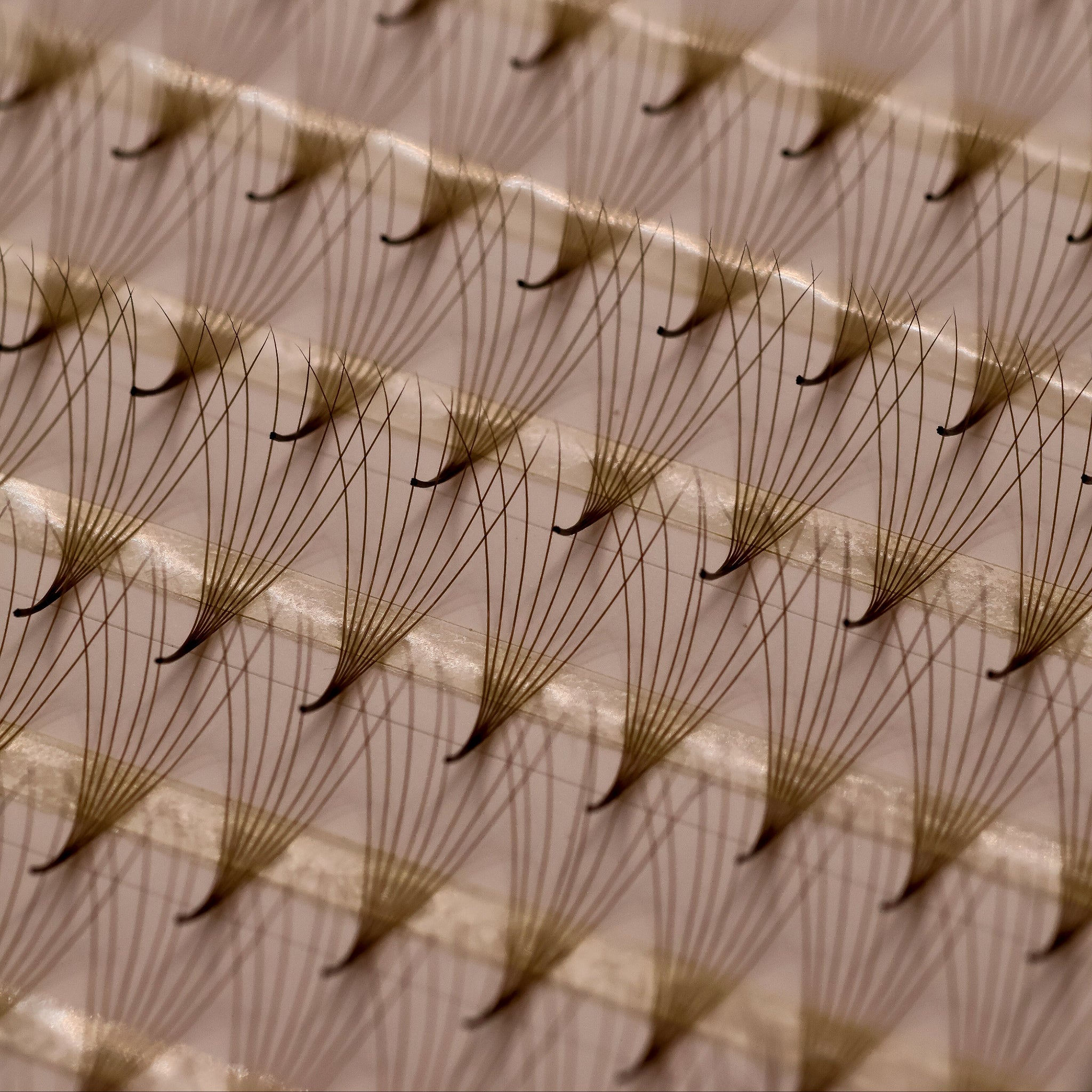 Close-up of Ladybug Lashes Platinum Brown Promade fans showing warm brown curl definition and skinny bases from above