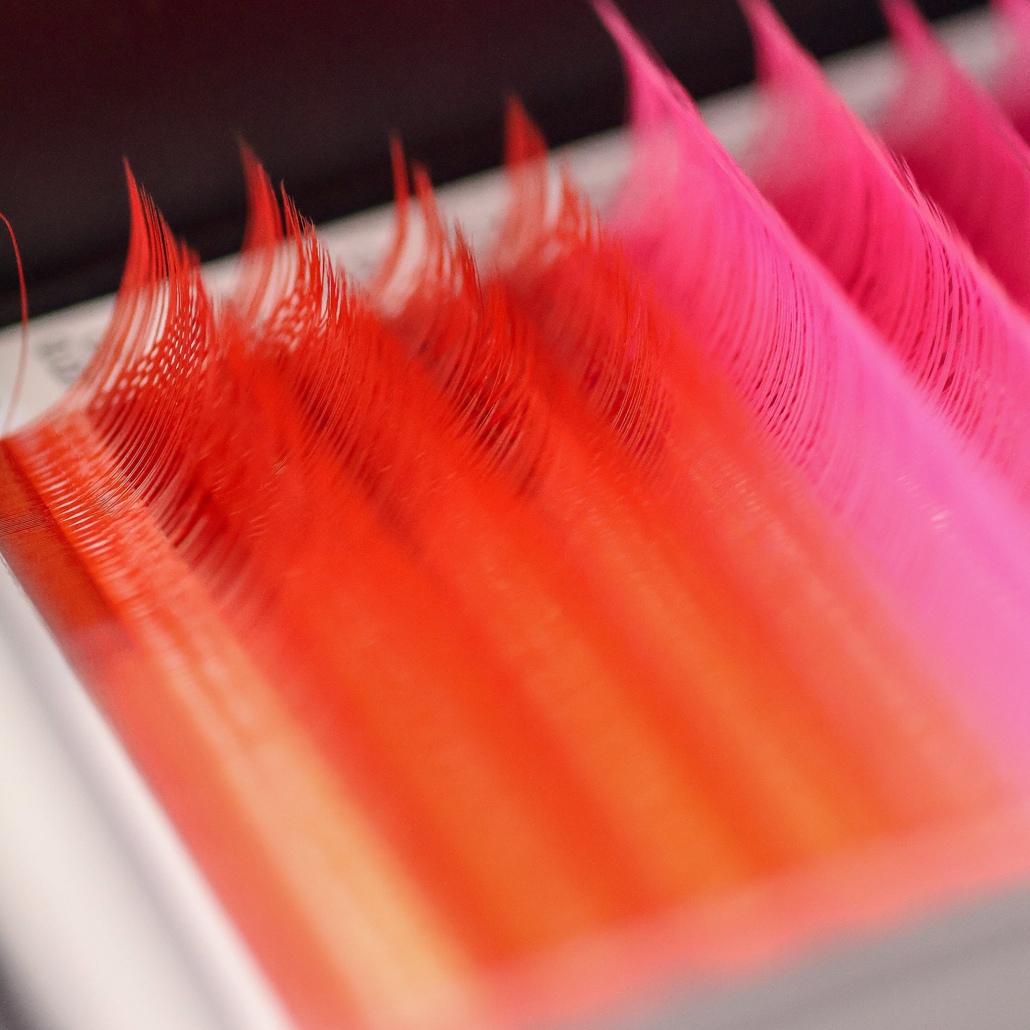 Close-up of Ladybug Lashes YY colour lash rows showing rich pigment and CC curl structure from low angle
