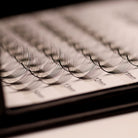 Ladybug Lashes Platinum Promade Ultra Black ultra close-up on tray showing individual fan separation and ultra black curl definition