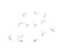 Loose Premade Fans – Mixed Box 7D