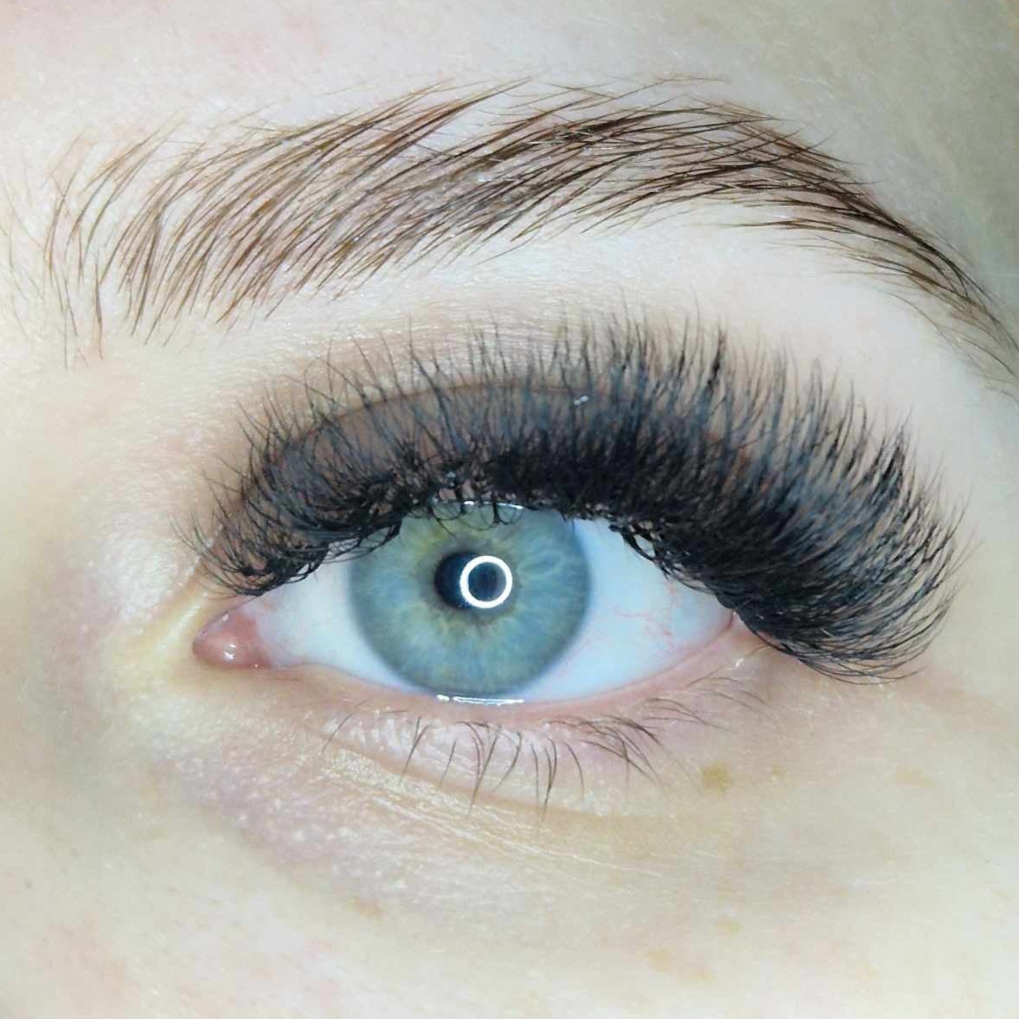 ladybuglashes lashglue lashtrays lashadhesive glueretention cloverlashes wlashes yylashes premades promades lashes