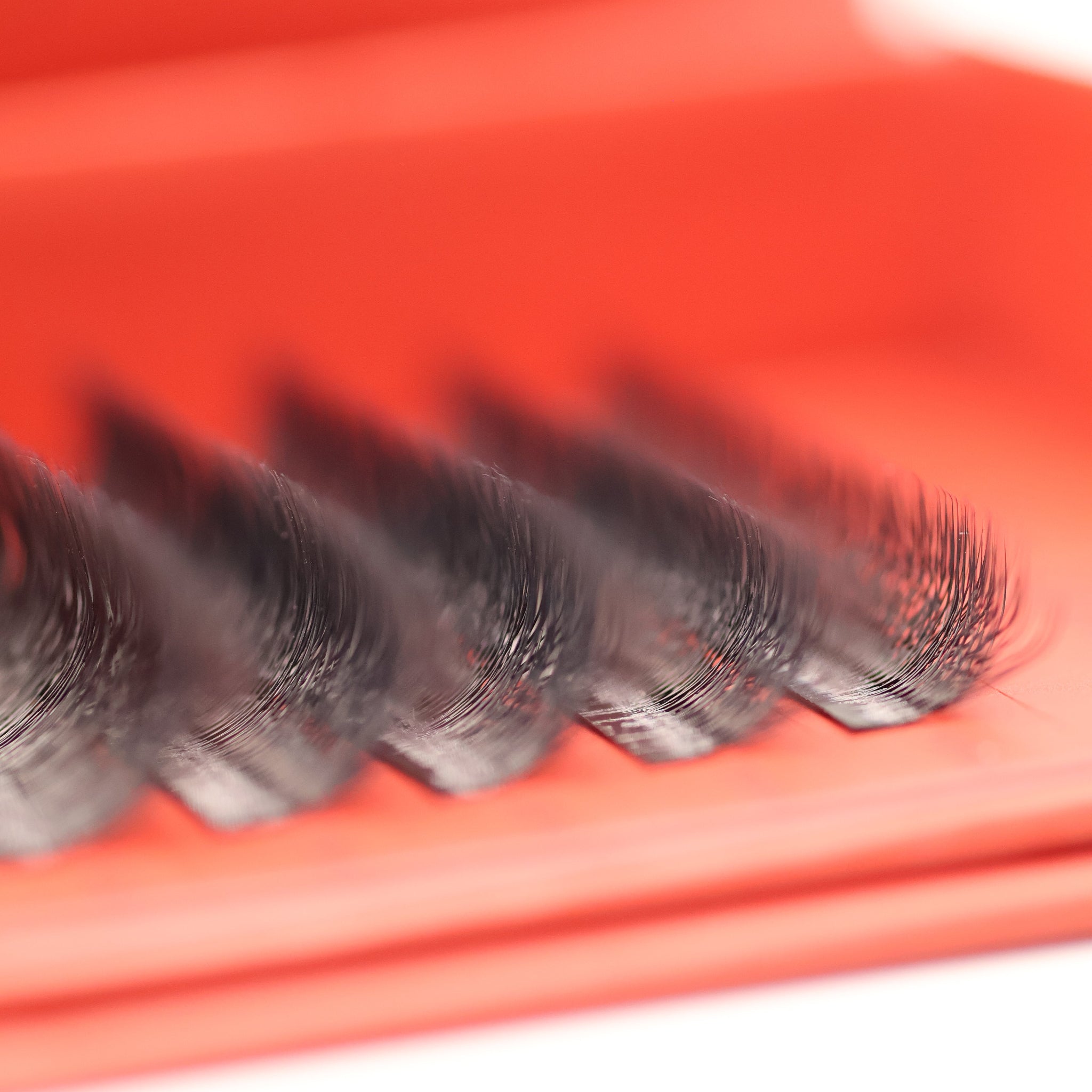 Close-up of Ladybug Lashes 6D Clover fans showing black fibre tips and CC curl structure from above
