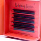 Ladybug Lashes Sample Tray 8D Clover angled front shot showing five rows of black CC curl 0.05 fans with curl tips visible and row labels showing CC 0.05 specifications, with Ladybug Lashes branding and website URL visible inside lid