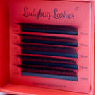 Ladybug Lashes Sample Tray 8D Clover open showing five rows of black CC curl fans in mixed lengths 10–14mm in red branded box from straight front portrait view
