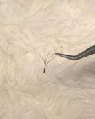 Single 6D clover
