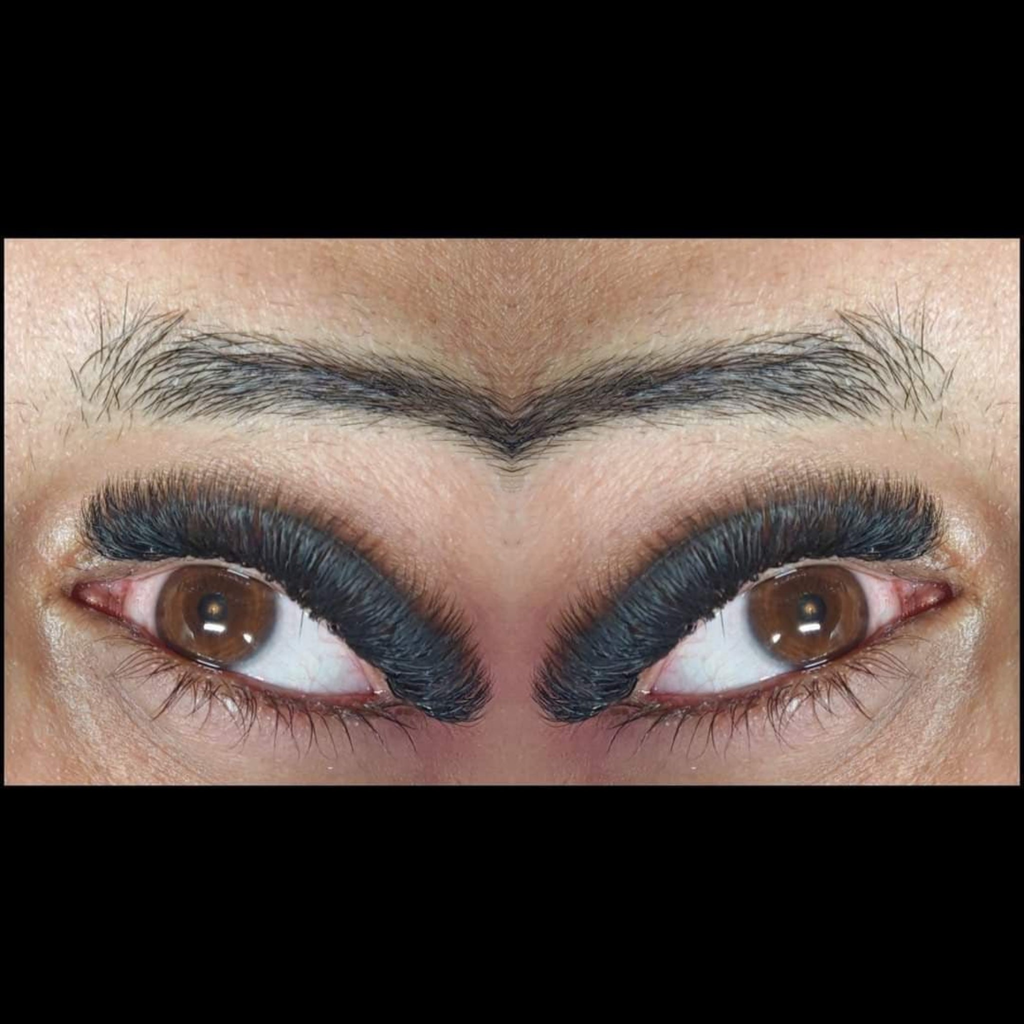 Completed Ladybug Lashes 6D Clover set on both eyes showing dense black volume and dramatic curl from close front angle