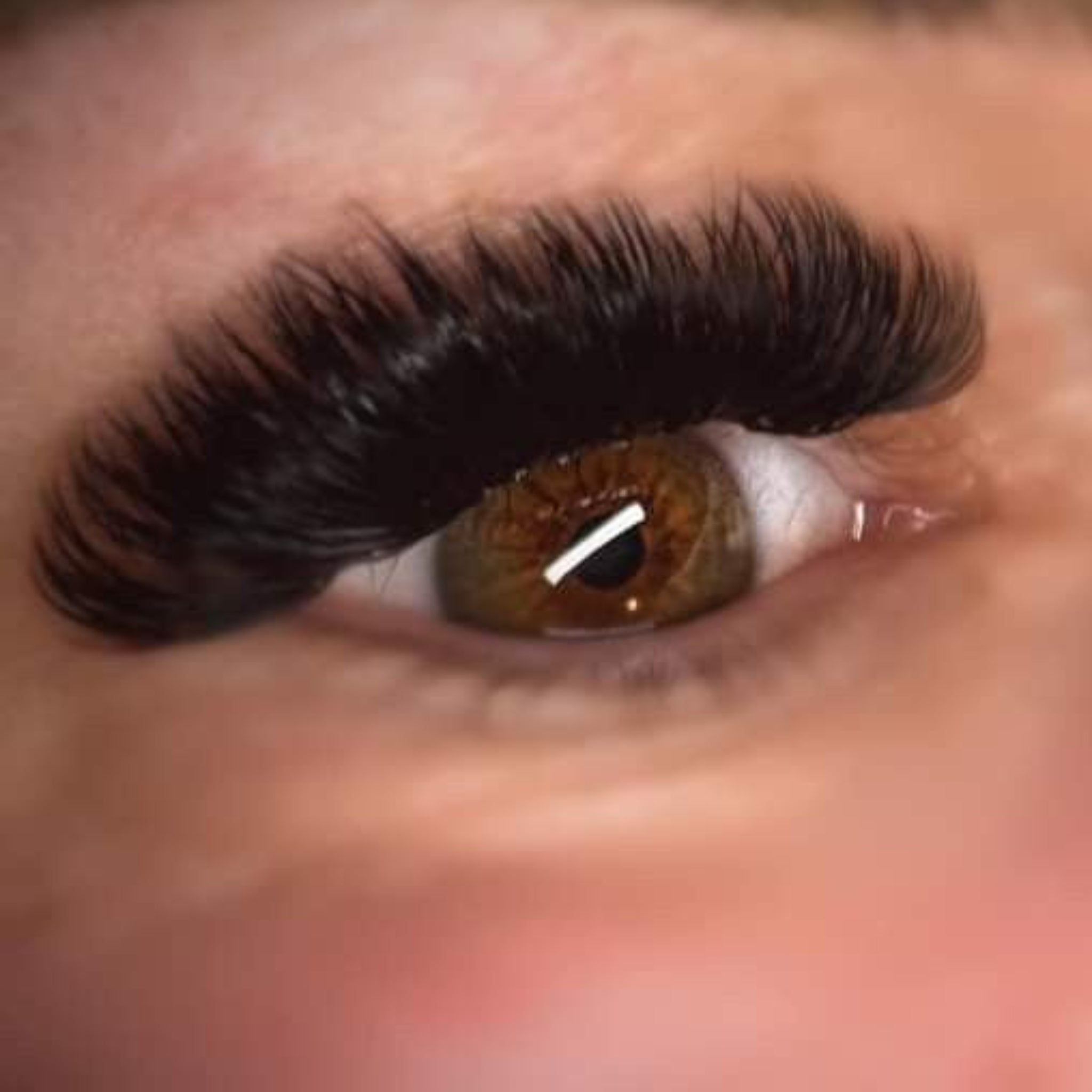 ladybuglashes lashglue lashtrays lashadhesive glueretention cloverlashes wlashes yylashes premades promades lashes