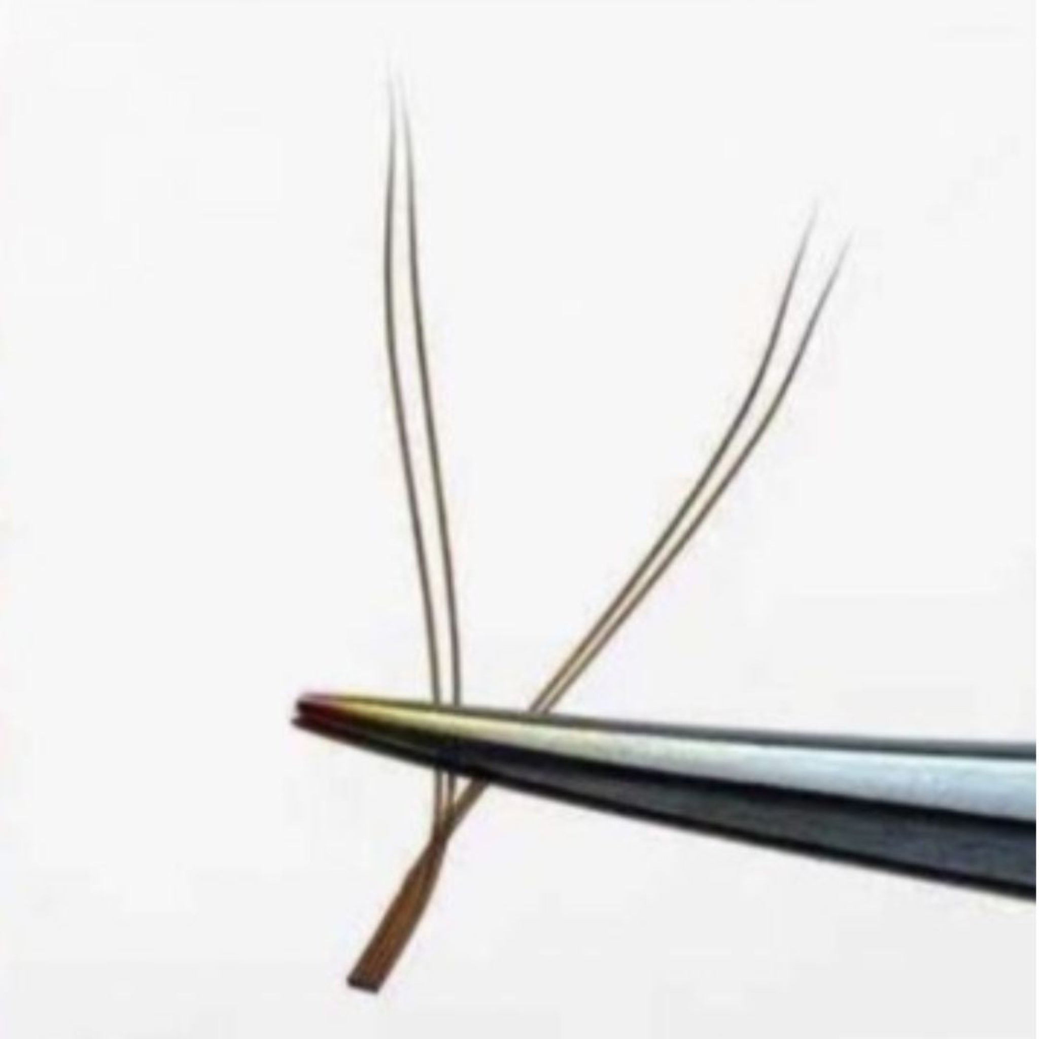 Eyelash Excellence Chocolate Brown YY Lashes extreme close-up detail shot showing single chocolate brown YY lash held in tweezer tips from front angle with distinctive double-strand Y-fork construction and warm brown colour clearly visible on white background