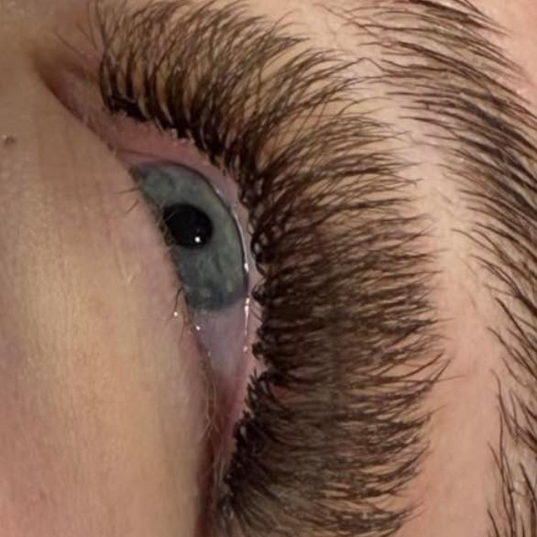 ladybuglashes lashglue lashtrays lashadhesive glueretention cloverlashes wlashes yylashes premades promades lashes