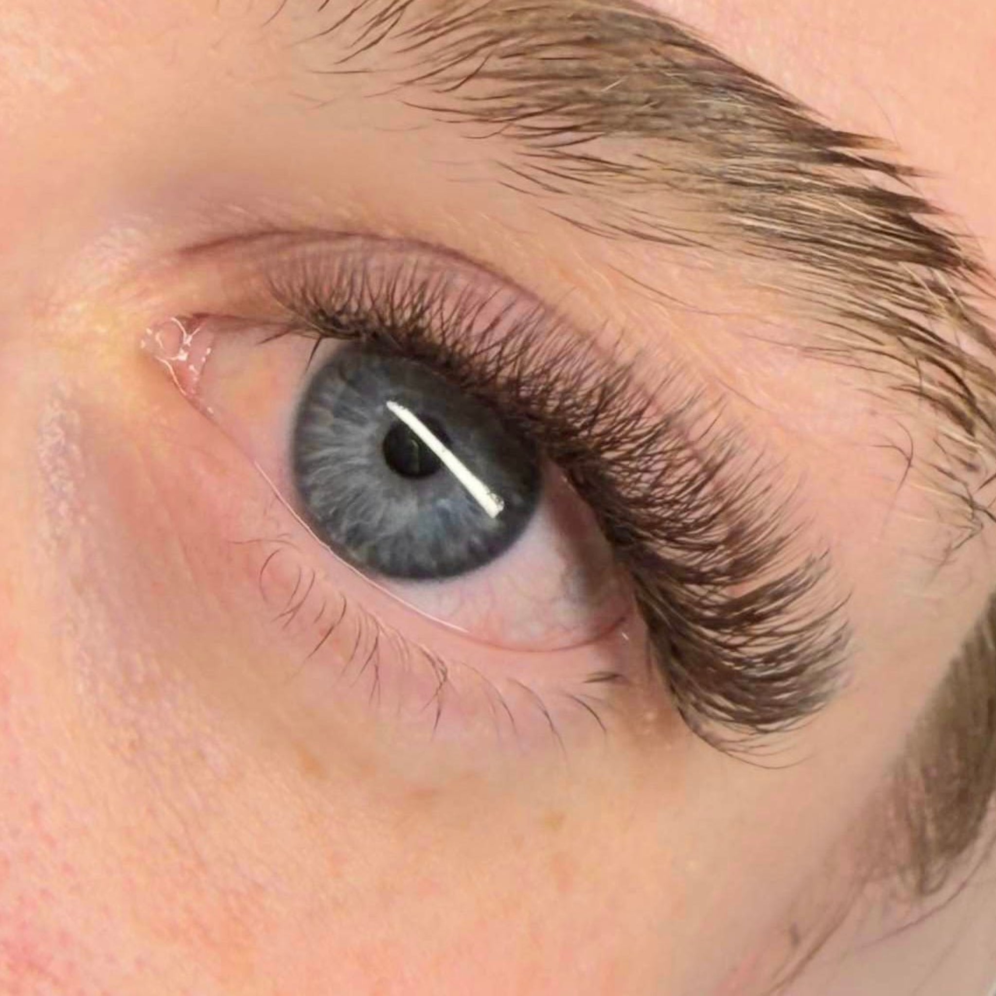 ladybuglashes lashglue lashtrays lashadhesive glueretention cloverlashes wlashes yylashes premades promades lashes