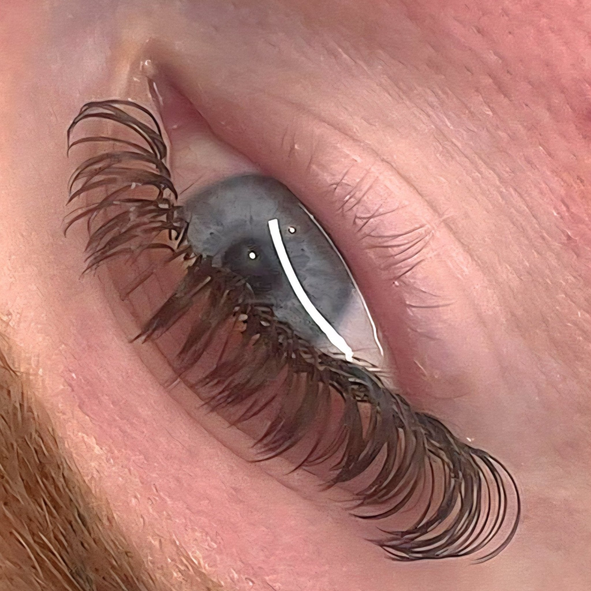 Ladybug Lashes Brown Angel Lash 16 Row Mixed Tray extreme close-up model shot showing a single eye half-open with warm brown angel lash extensions applied, with grey-blue iris visible from a front angle showing individual lash separation and curl