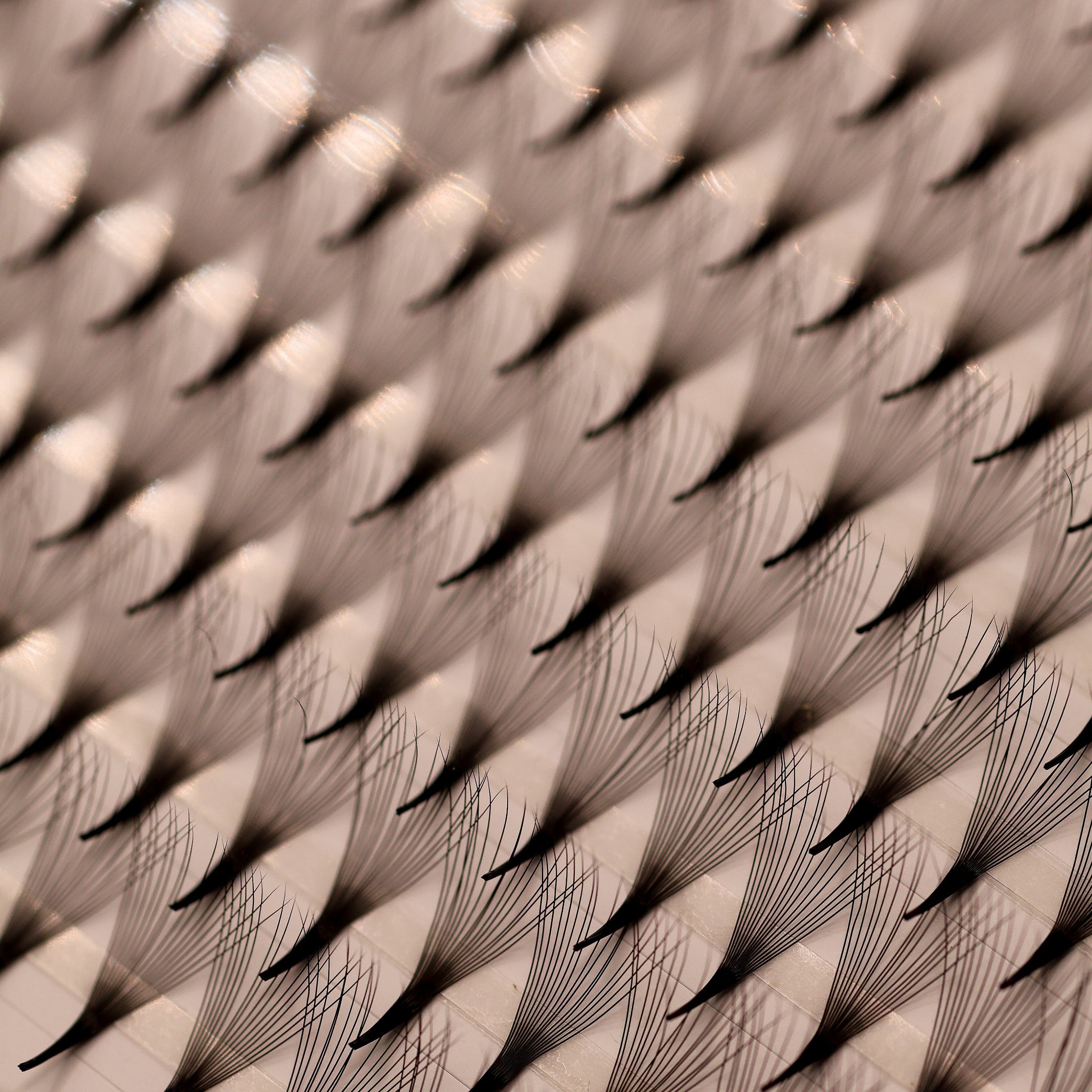 Close-up of Ladybug Lashes Platinum Promade Ultra Black fans showing individual wispy fibres and fan structure from above