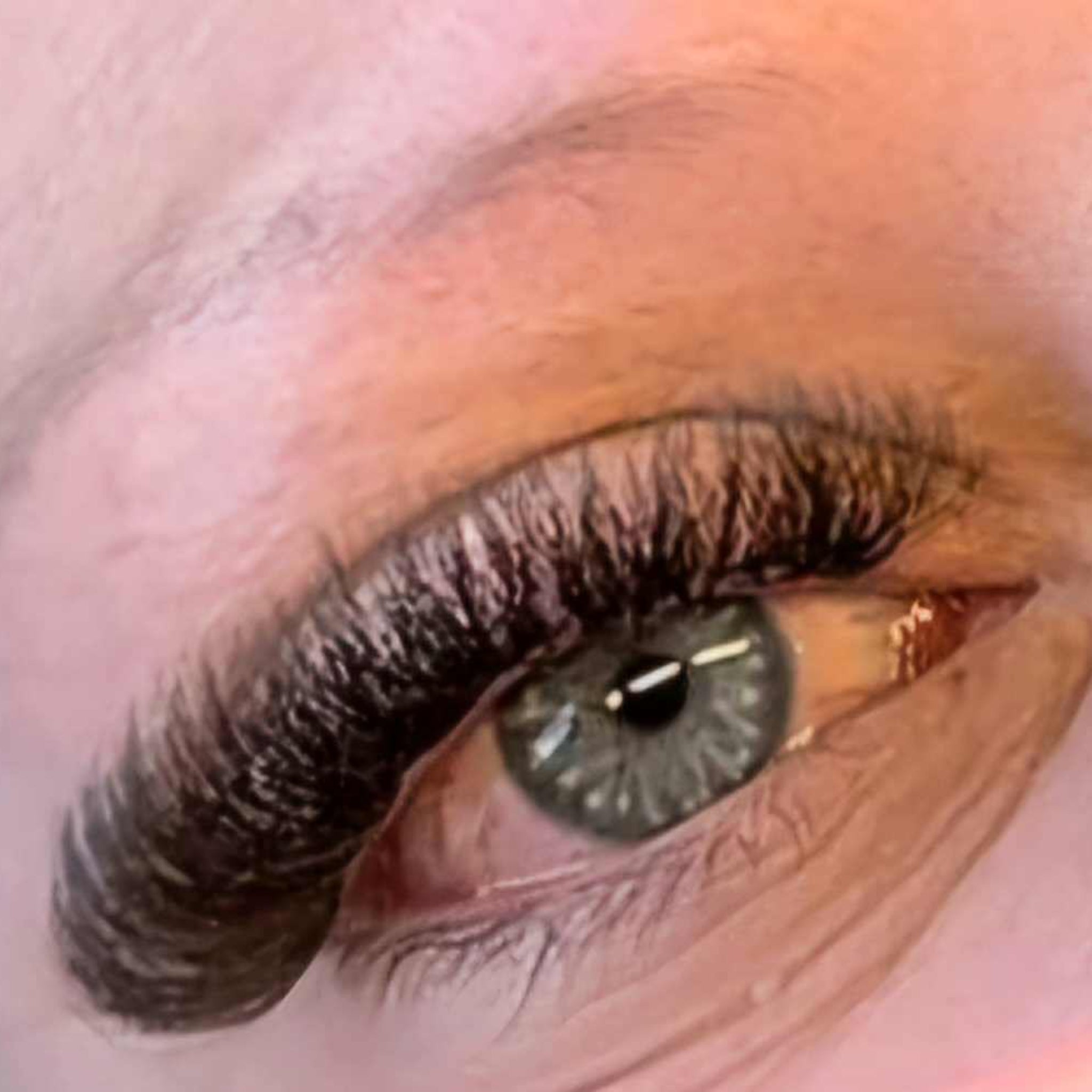 ladybuglashes lashglue lashtrays lashadhesive glueretention cloverlashes wlashes yylashes premades promades lashes
