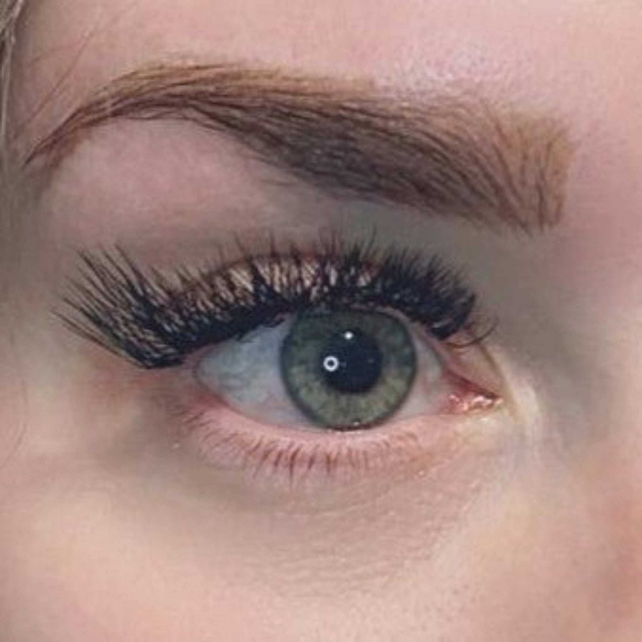ladybuglashes lashglue lashtrays lashadhesive glueretention cloverlashes wlashes yylashes premades promades lashes