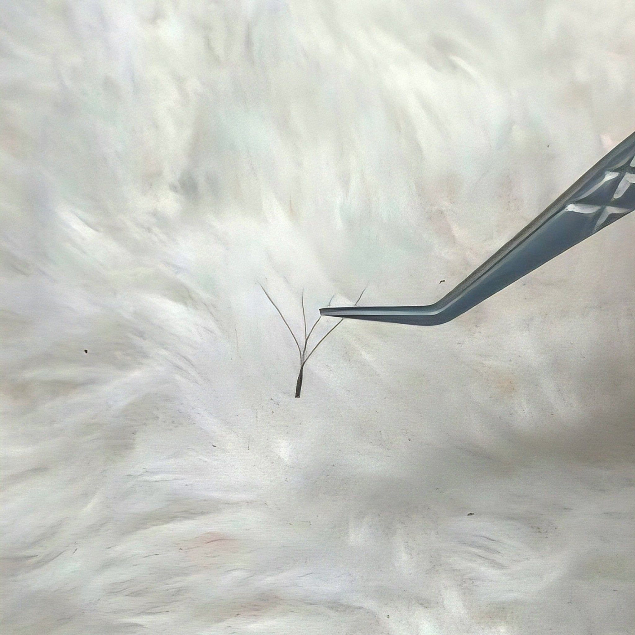 ladybuglashes lashglue lashtrays lashadhesive glueretention cloverlashes wlashes yylashes premades promades lashes