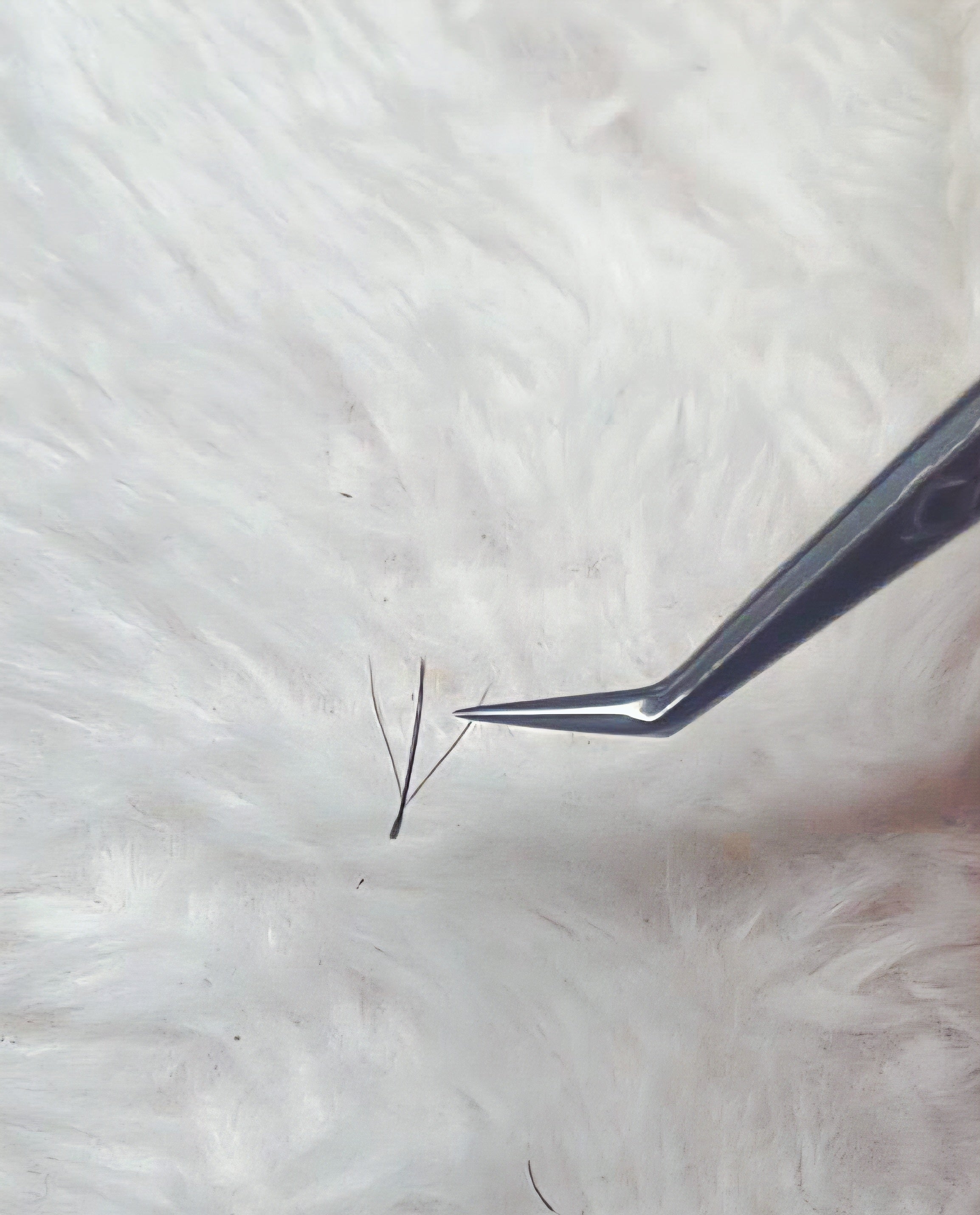not w but fairy lashes
