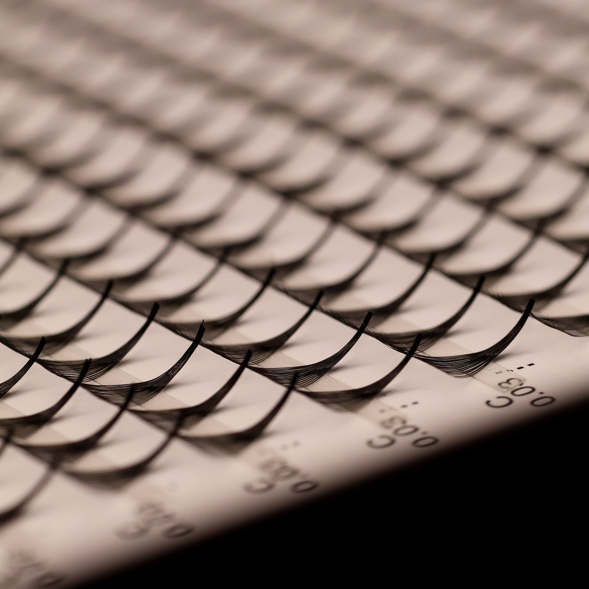Close-up of Ladybug Lashes Platinum Promade Ultra Black C curl 0.03 fans showing row labels and curl definition from side angle