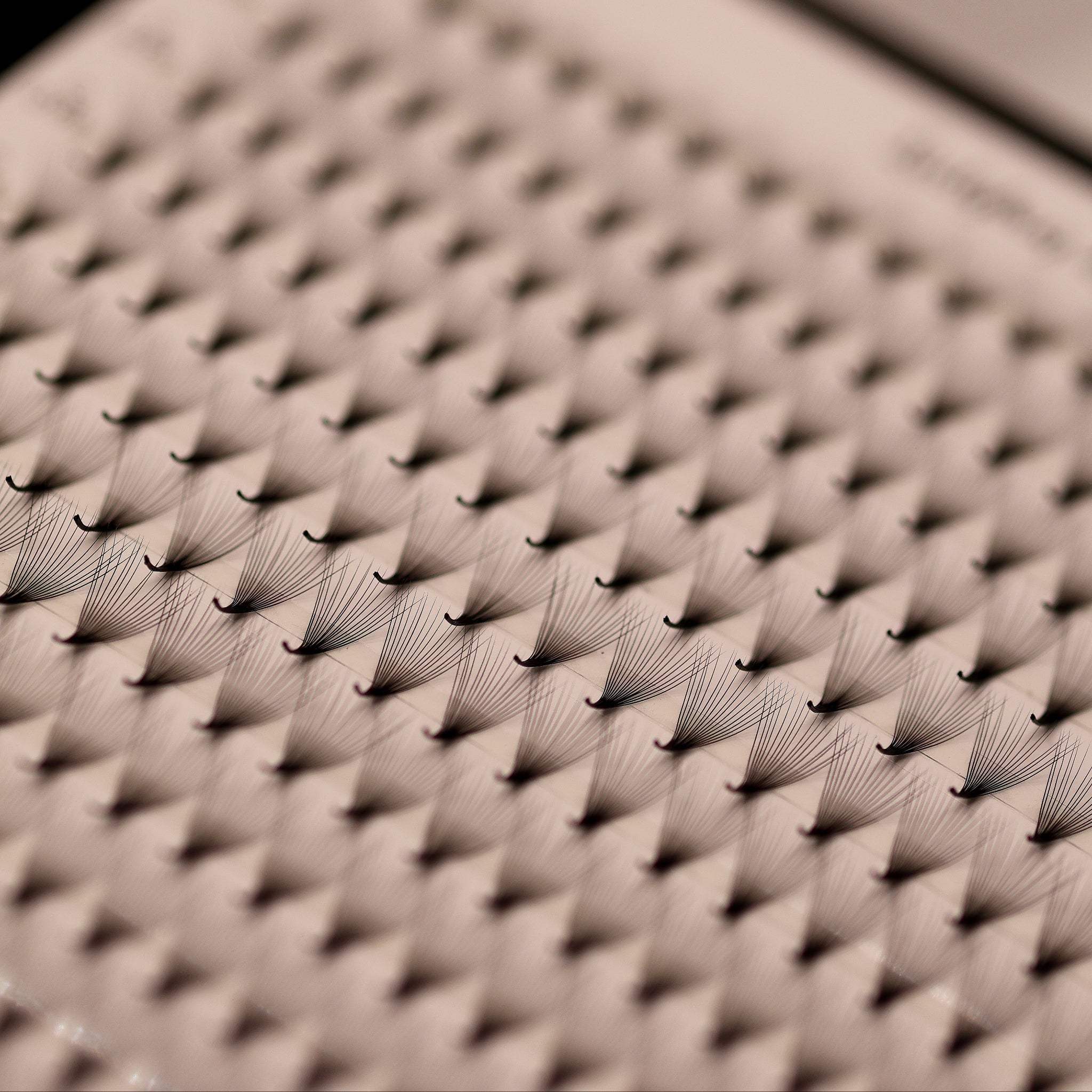 Close-up of Ladybug Lashes Platinum Promade Ultra Black fans showing skinny base and fan spread with tray edge