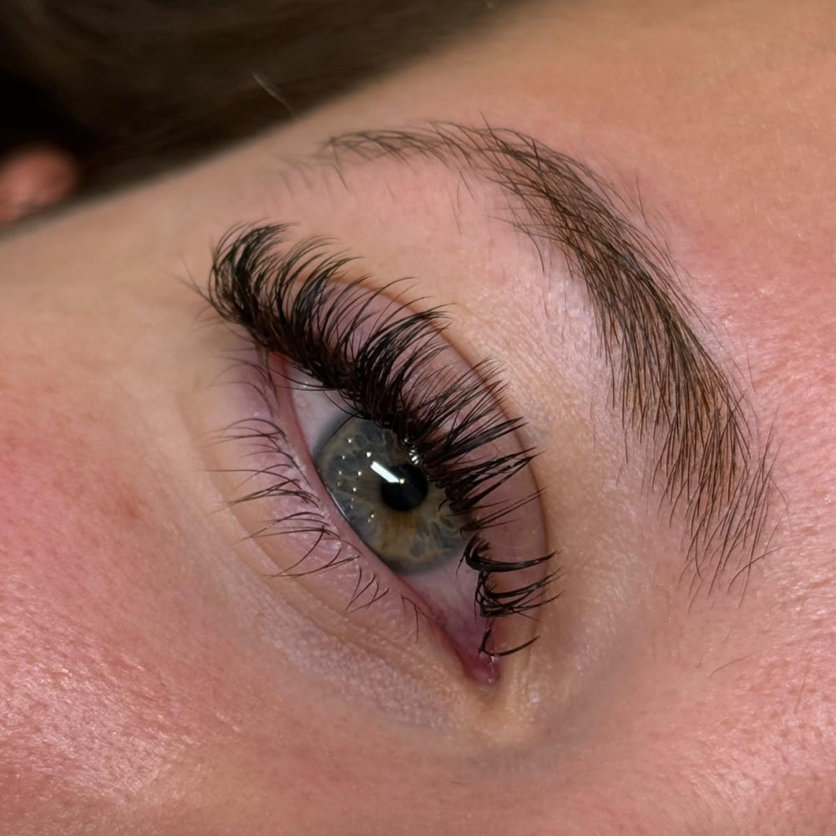 Ladybug Lashes premade Angel Lash fans arranged in rows for professional lash application