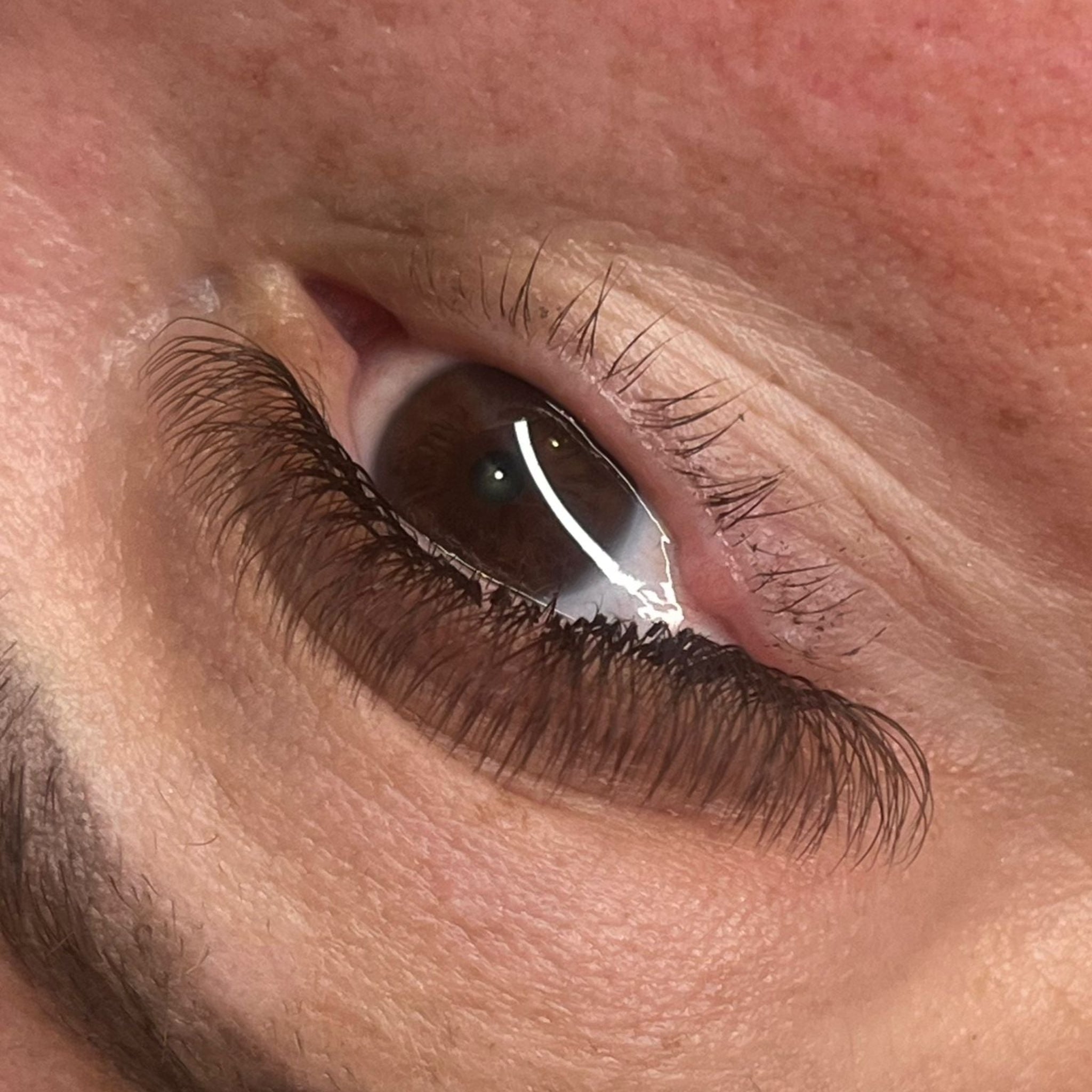 ladybuglashes lashglue lashtrays lashadhesive glueretention cloverlashes wlashes yylashes premades promades lashes