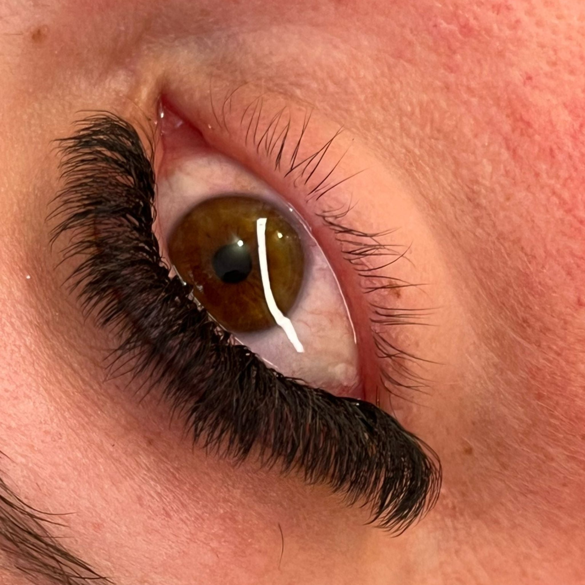 8D Clover Lashes 16 row mixed tray