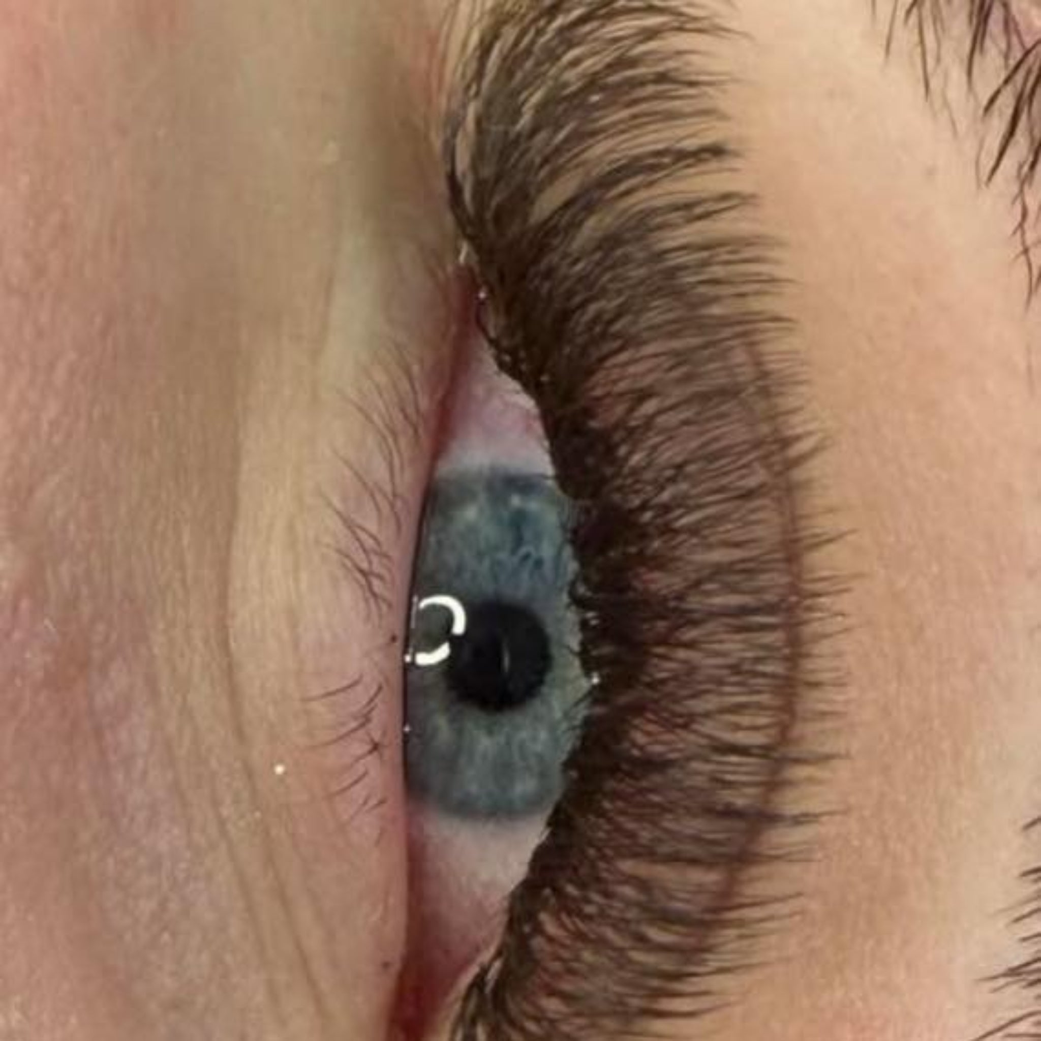 ladybuglashes lashglue lashtrays lashadhesive glueretention cloverlashes wlashes yylashes premades promades lashes