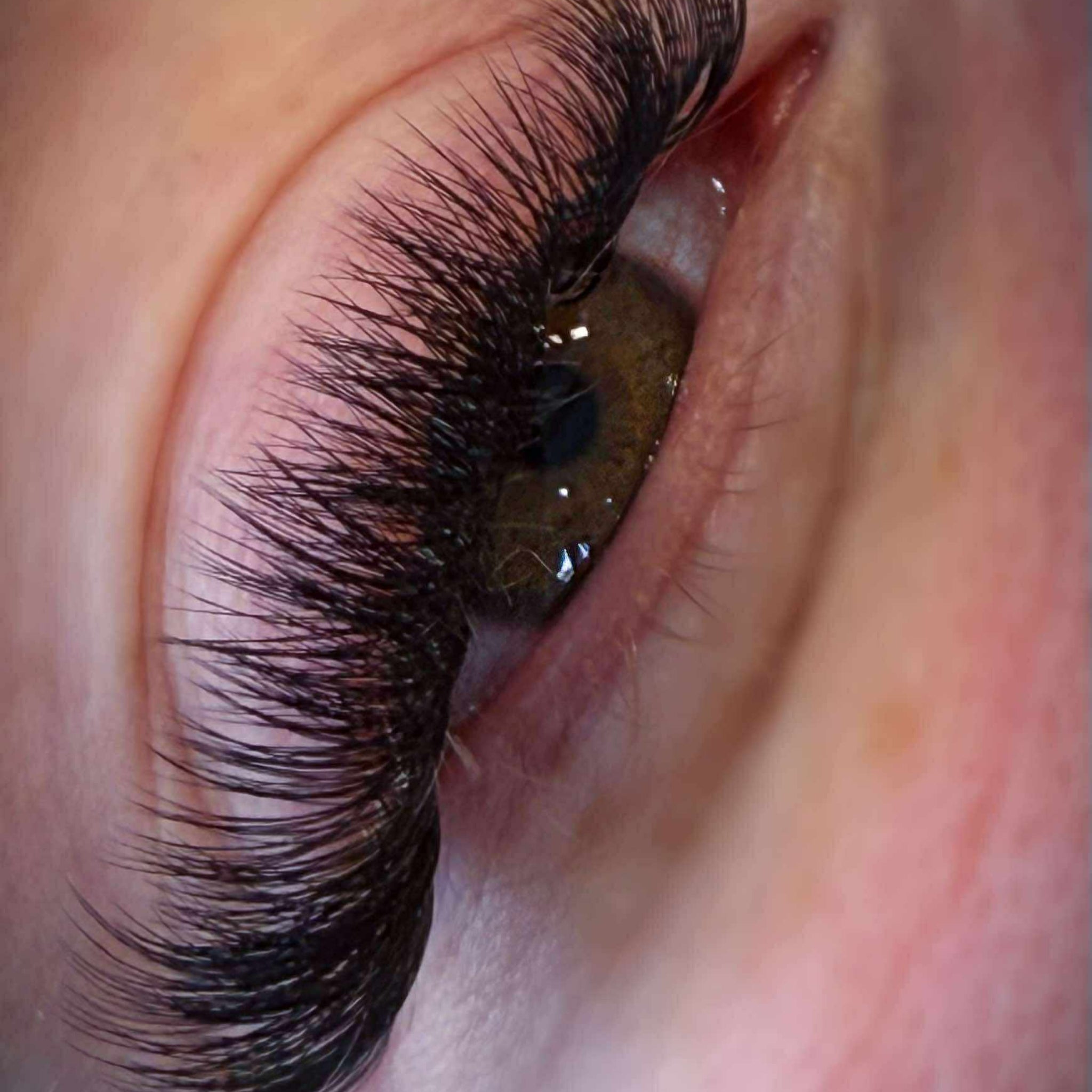 ladybuglashes lashglue lashtrays lashadhesive glueretention cloverlashes wlashes yylashes premades promades lashes