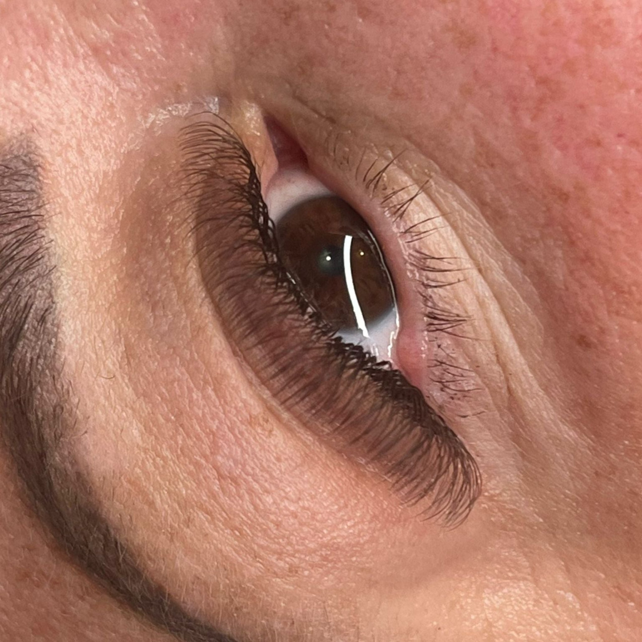 ladybuglashes lashglue lashtrays lashadhesive glueretention cloverlashes wlashes yylashes premades promades lashes