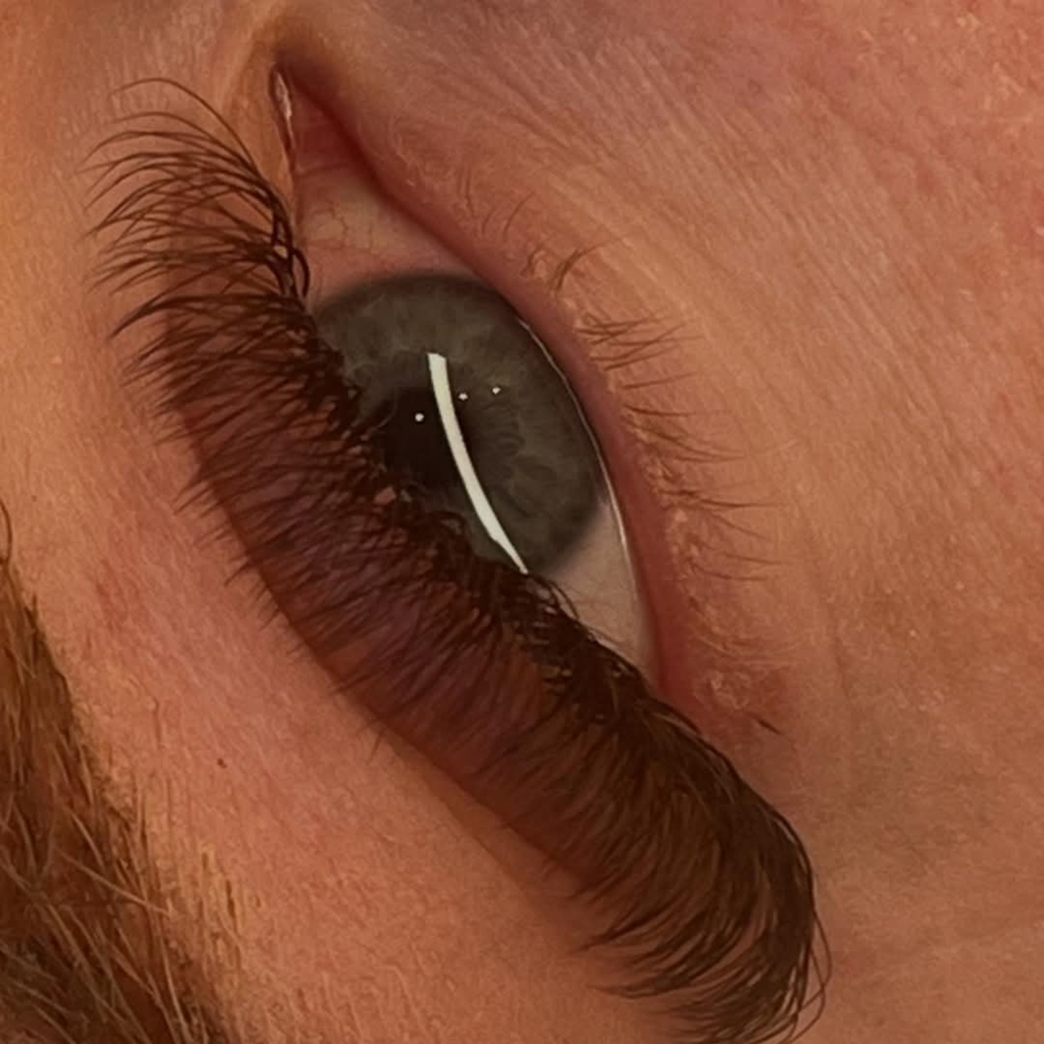 ladybuglashes lashglue lashtrays lashadhesive glueretention cloverlashes wlashes yylashes premades promades lashes